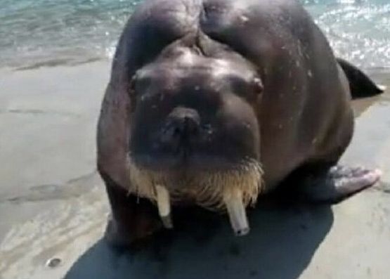 Ce a patit un barbat cand si-a facut un selfie cu o morsa Nimeni Nu Isi Imagina Ca O Asemenea Tragedie Este Posibila Ce A Patit Un Barbat Cand Si A Facut Un Selfie