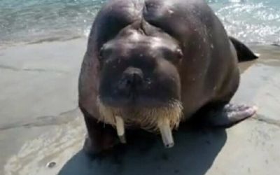 Ce a patit un barbat cand si-a facut un selfie cu o morsa