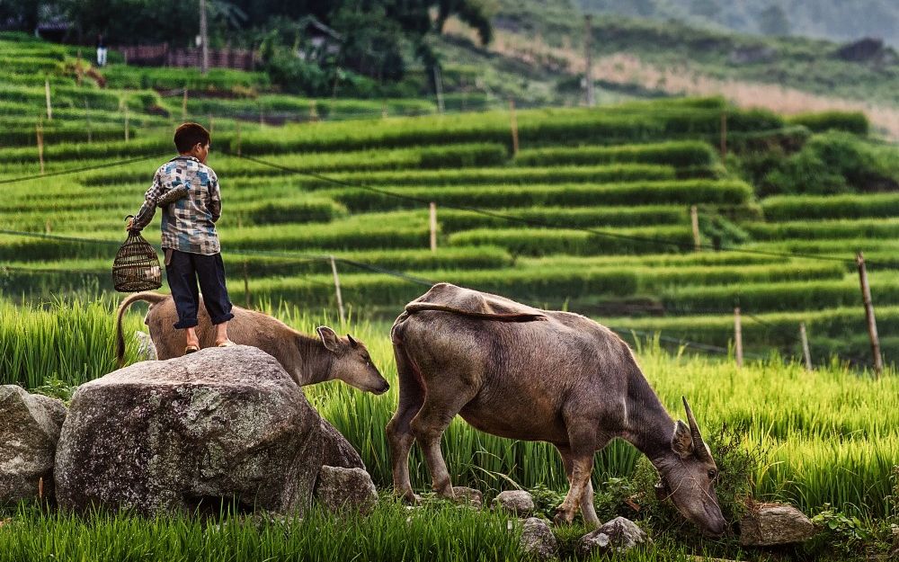 Unde Poti Vedea In Bucuresti Fascinanta Lume Din Asia Expozitia Zvietnam 30 De Zile La Pas Semnata Bogdan