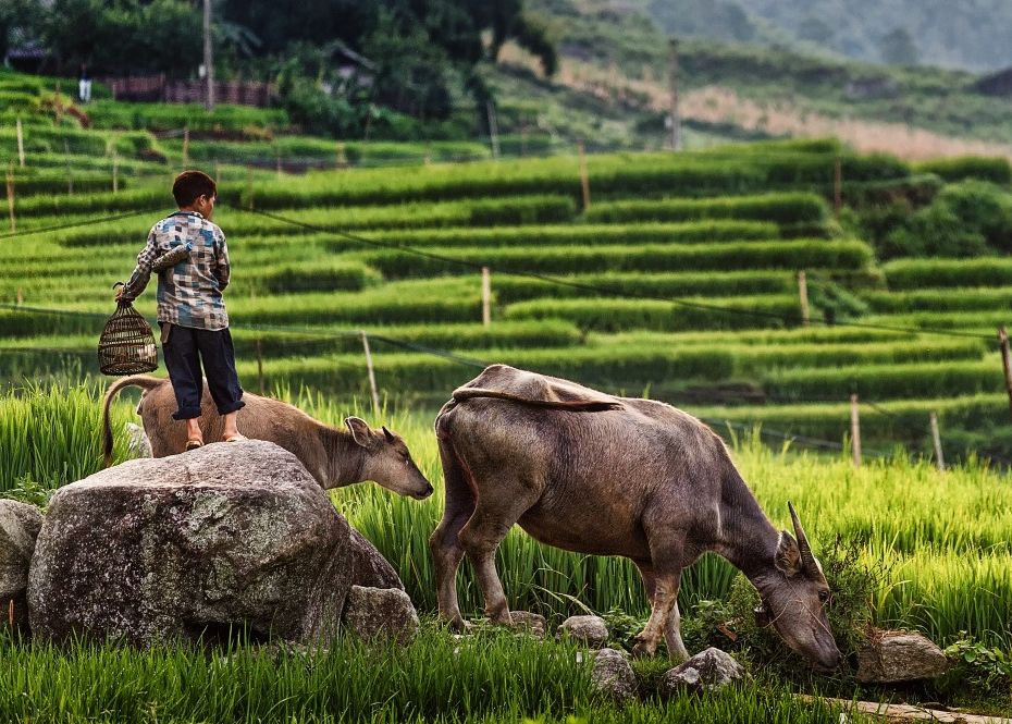 Unde Poti Vedea In Bucuresti Fascinanta Lume Din Asia Expozitia Zvietnam 30 De Zile La Pas Semnata Bogdan