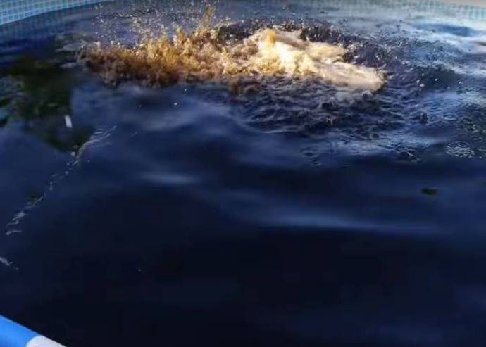 Au Umplut O Piscina Cu Mii De Sticle De Cola Ce S A Intamplat Cand A Intrat O Persoana Inauntru