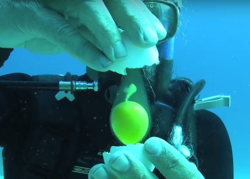 Video Incredibil Ce Se Intampla Daca Spargi Un Ou Sub Apa