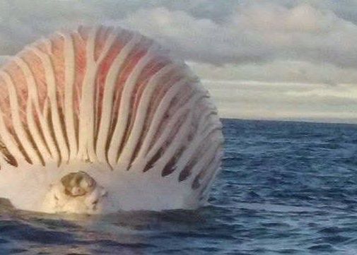 Obiect Extraterestru Fotografiat De Un Pescar Pe Mare Ce A Descoperit Cand S A Apropiat De El