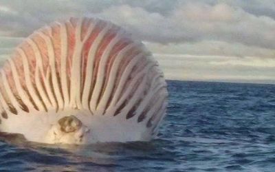 Obiect extraterestru fotografiat de un pescar pe mare: ce a descoperit cand s-a apropiat de el