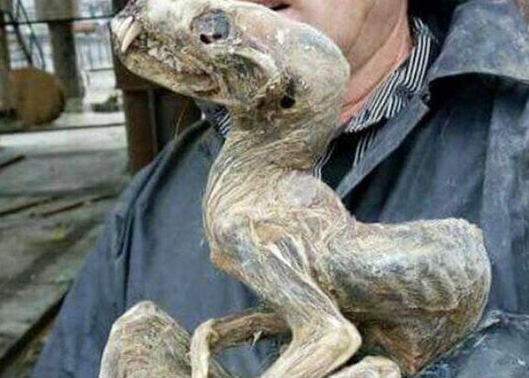 Creatura Ciudata Descoperita In Siberia Ce Este Acest Animal