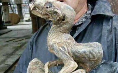 Creatura ciudata descoperita in Siberia! Ce este acest animal