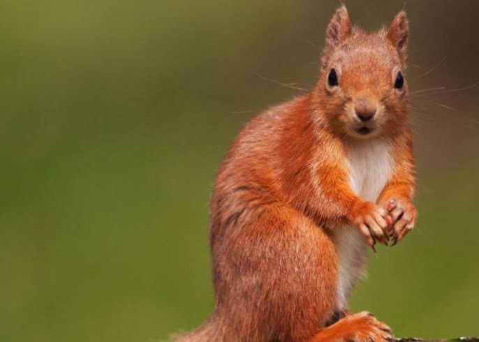 Ce Se Intampla Cand O Vevetita Fura O Camera Gopro Imaginile Filmate De Ea Au Devenit Virale