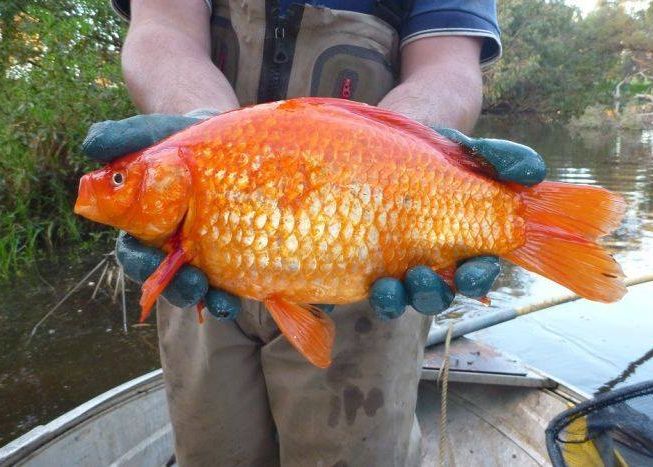 Se Transforma Intr Un Monstru Ce Se Intampla Cu Acest Pestisor Cand Este Aruncat Intr Un Lac