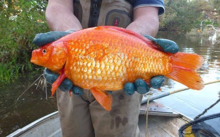 Se Transforma Intr Un Monstru Ce Se Intampla Cu Acest Pestisor Cand Este Aruncat Intr Un Lac