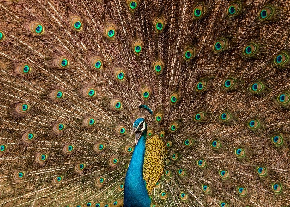 Satvik Bhatt, India, Entry, Open, Wildlife Juriul Sony World Photography Awards 2017 Cea Mai Mare Competitie De Fotografie Din Lume A Fost Anuntat 8