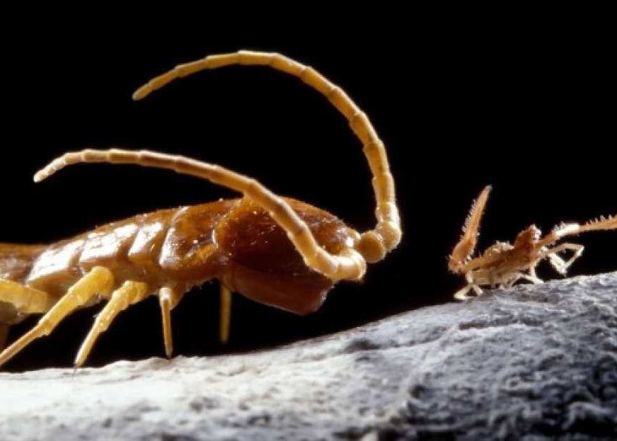 Creaturile Stranii Care Traiesc Intr O Pestera Din Romania Sunt Unice In Lume