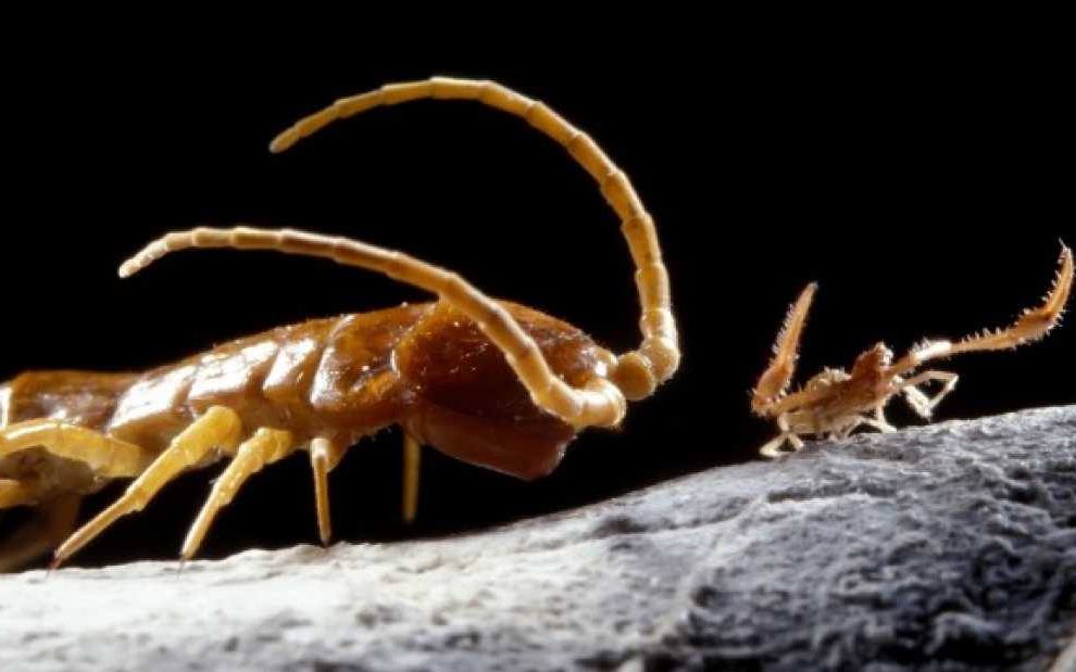 Creaturile Stranii Care Traiesc Intr O Pestera Din Romania Sunt Unice In Lume