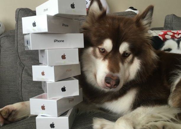 Cine este barbatul care i-a cumparat cainelui 8 telefoane iPhone 7! Imaginile care fac senzatie pe net Cine Este Barbatul Care I A Cumparat Cainelui 8 Telefoane Iphone 7 Imaginile Care Fac Senzatie Pe Net
