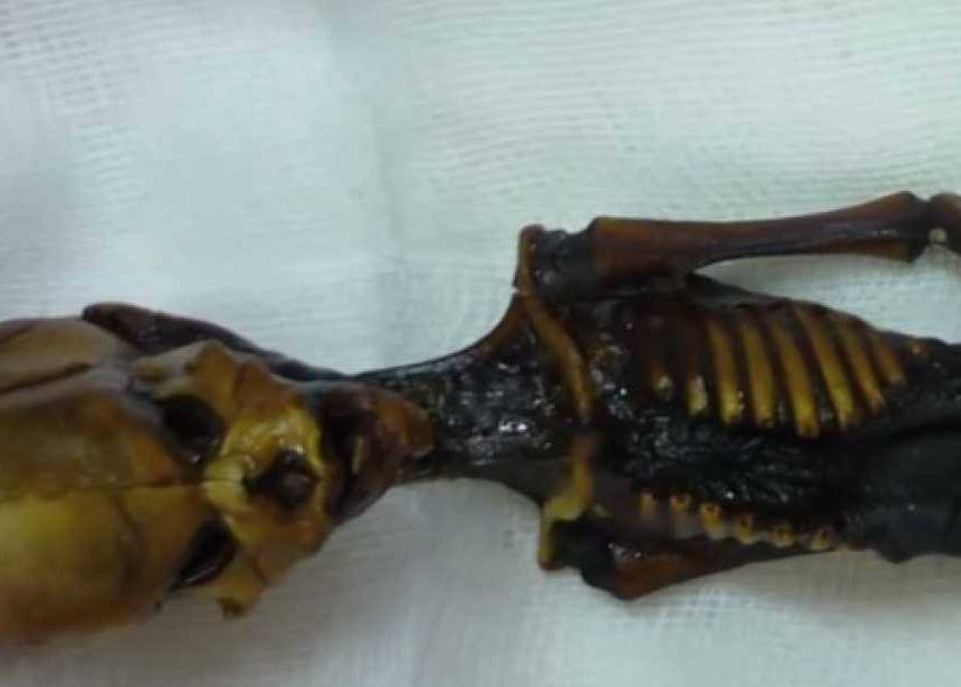 Ce Este Extraterestrul Din Atacama Anomaliile Sunt Inexplicabile