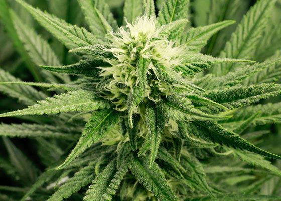Marijuana, descoperita intr-un mormant de acum 2.500 de ani. Pentru ce era folosita Marijuana Descoperita Intr Un Mormant De Acum 2 500 De Ani Cum Era Folosita
