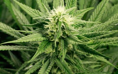Marijuana, descoperita intr-un mormant de acum 2.500 de ani. Pentru ce era folosita