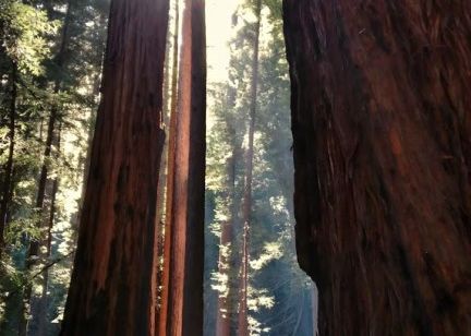 E Acesta Telefonul Cu Cea Mai Buna Camera Foto Kodak Tocmai A Lansat Un Smartphone Cu O Camera Exceptionala