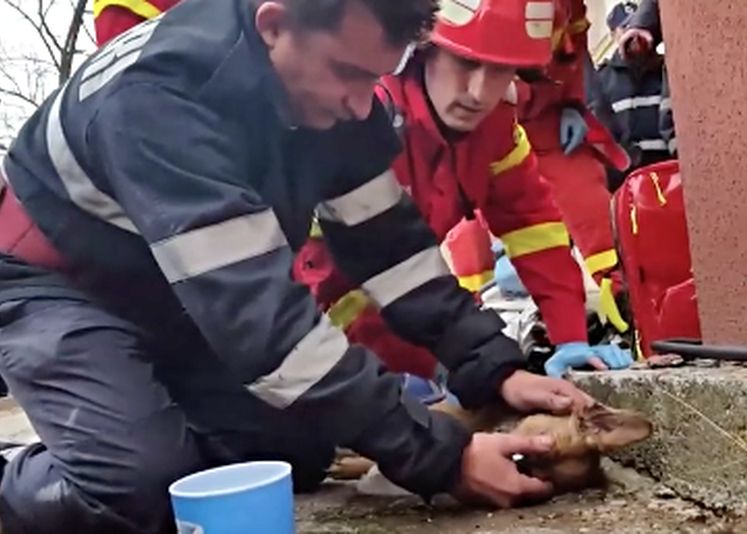 Gestul Eroic Al Unui Pompier Roman Subiect Viral Pe Facebook