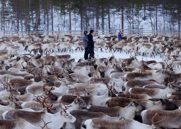 Renii Radioactivi Care Traiesc Langa Polul Nord Efectul Dramatic Al Dezastrului De La Cernobil