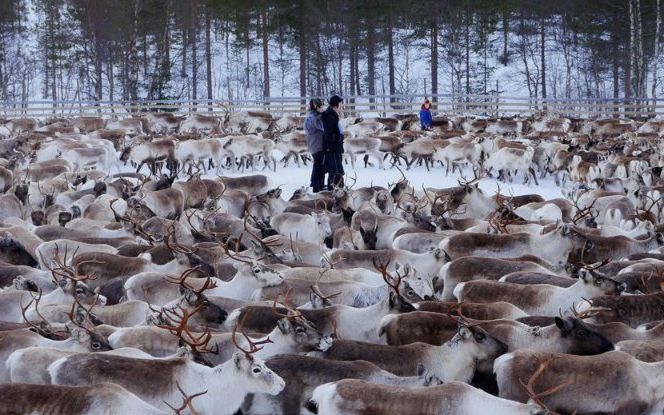 Renii Radioactivi Care Traiesc Langa Polul Nord Efectul Dramatic Al Dezastrului De La Cernobil