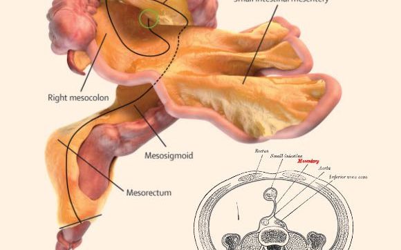 Un Nou Organ Identificat In Corpul Uman Cartile De Anatomie Trebuie Rescrise