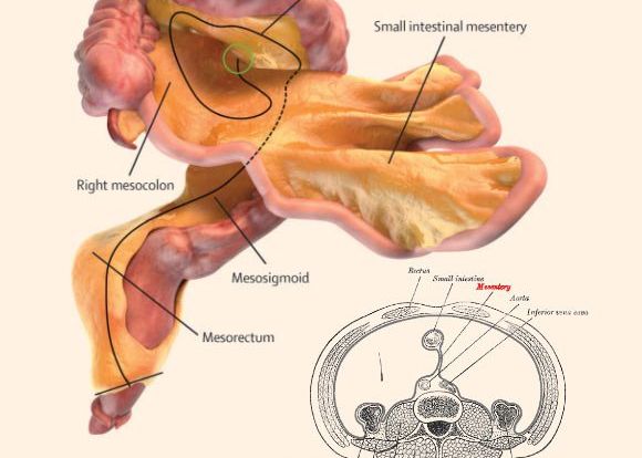 Un Nou Organ Identificat In Corpul Uman Cartile De Anatomie Trebuie Rescrise