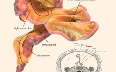 Un nou organ identificat in corpul uman! Cartile de medicina trebuie rescrise