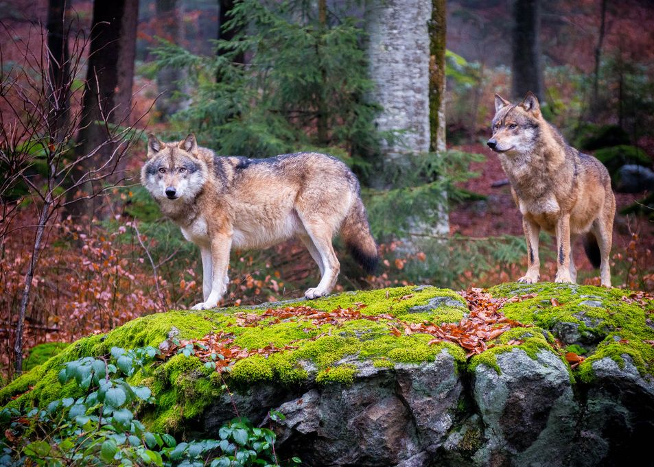 Fenomenul Care Ii Uimeste Pe Cercetatori Ce Se Intampla Cu Lupii De La Cernobil
