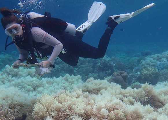 Un dezastru ecologic fara precedent! Ce se intampla cu Marea Bariera de Corali Un Dezastru Ecologic Fara Precedent Ce Se Intampla Cu Marea Bariera De Corali