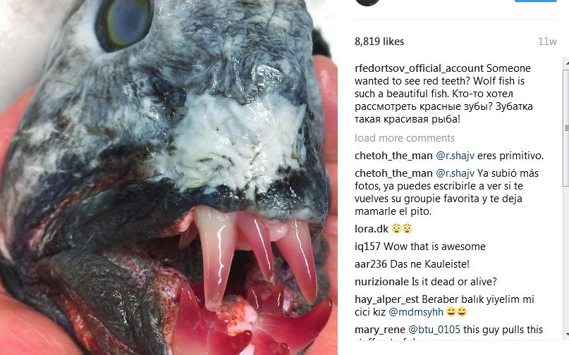 Creaturile Ciudate Fotografiate De Un Savant Rus In Adancul Oceanului