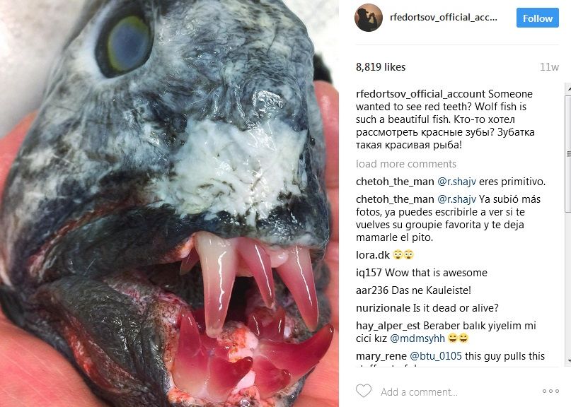 Creaturile Ciudate Fotografiate De Un Savant Rus In Adancul Oceanului