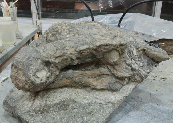 Descoperire Unica In Lume A Fost Gasita O Fosila Care Semana Cu Un Dragon Din Game Of Thrones 1