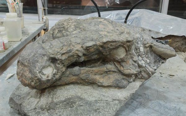 Descoperire unica in lume! A fost gasita o fosila care seamana cu un dragon din Game of Thrones Descoperire Unica In Lume A Fost Gasita O Fosila Care Semana Cu Un Dragon Din Game Of Thrones 1