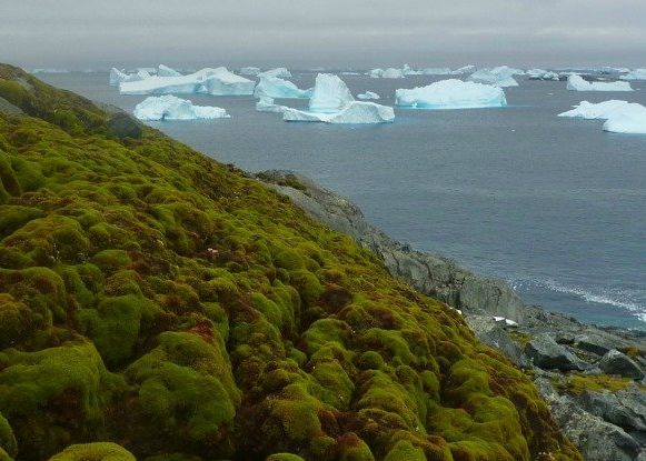 Incalzirea Climei Transforma Radical Antarctica Ce Se Intampla Aici