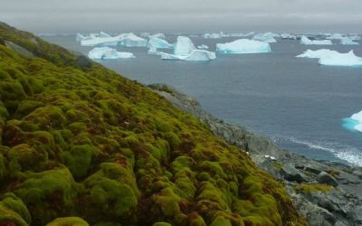 Incalzirea climei transforma radical Antarctica! Ne intoarcem cu milioane de ani in urma