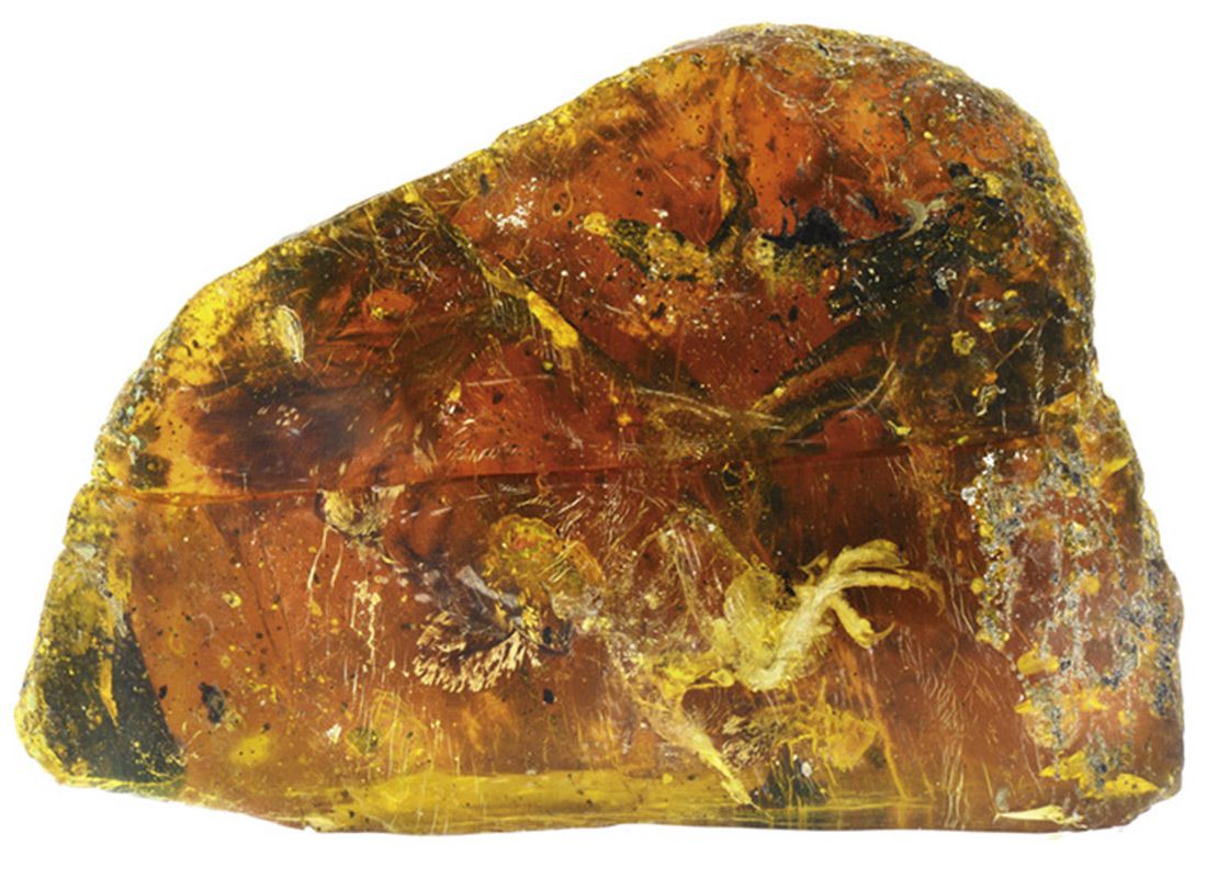 Descoperire Unica In Lume Ce Au Gasit Arheologii Intr O Bucata De Chihlimbar