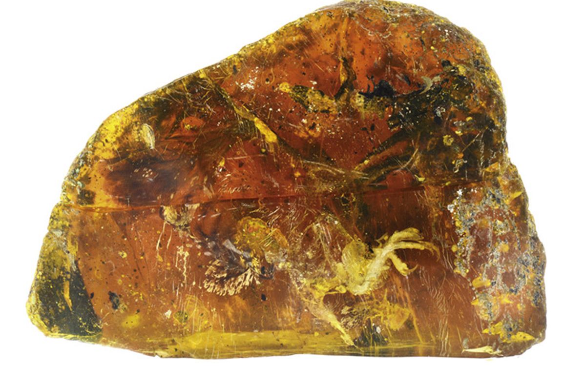 Descoperire Unica In Lume Ce Au Gasit Arheologii Intr O Bucata De Chihlimbar