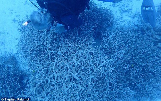 Descoperire Tulburatoare Ce Se Intampla Cu Animalele Din Aceasta Zona Contaminata Radioactiv