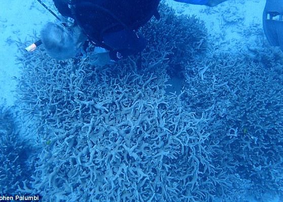 Descoperire tulburatoare! Ce se intampla cu animalele din aceasta zona contaminata radioactiv Descoperire Tulburatoare Ce Se Intampla Cu Animalele Din Aceasta Zona Contaminata Radioactiv