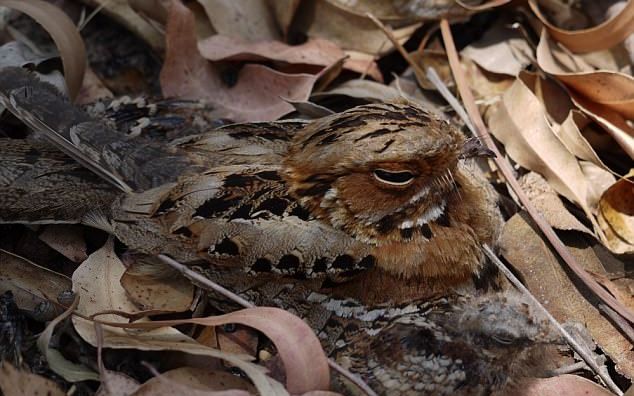 Poti Vedea Ce Se Ascunde In Aceasta Imagine Putini Reusesc Sa Observe Aceste Detaliu