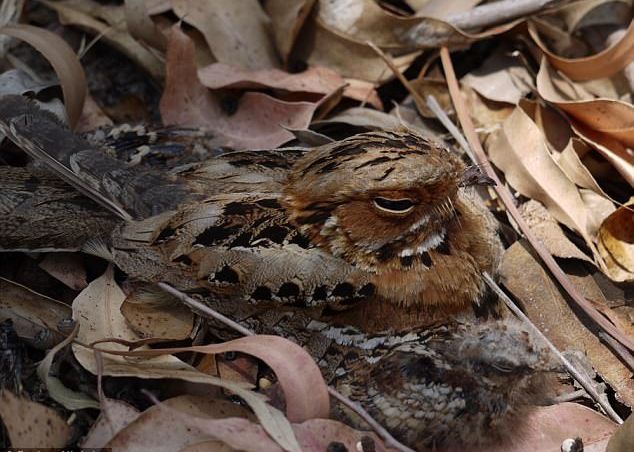 Poti Vedea Ce Se Ascunde In Aceasta Imagine Putini Reusesc Sa Observe Aceste Detaliu