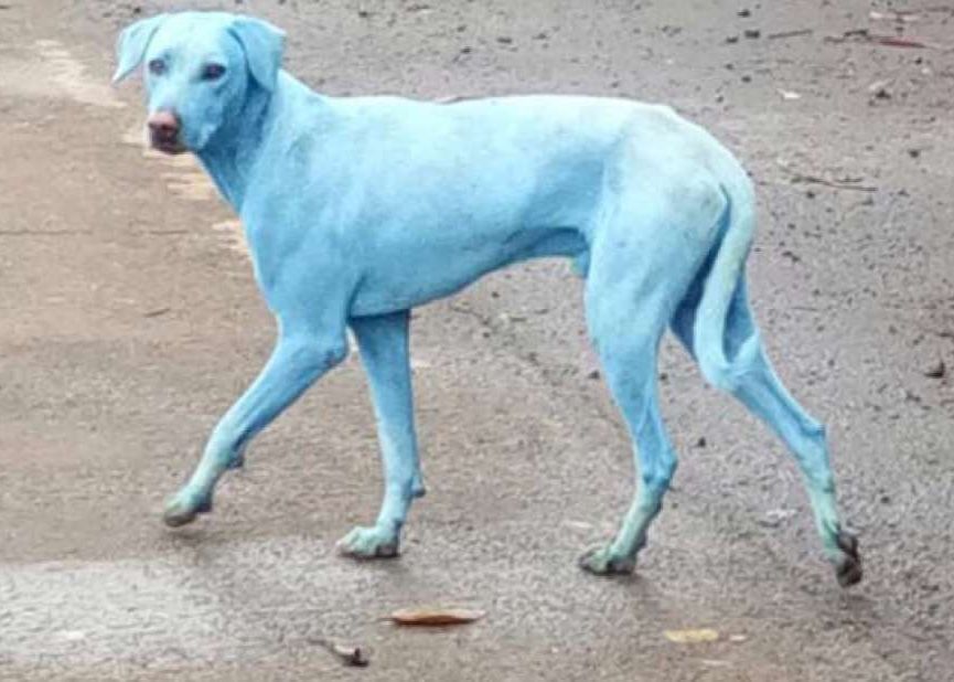 Fenomen Ingrijorator De Ce Au Acesti Caini Maidanezi Blana Albastra