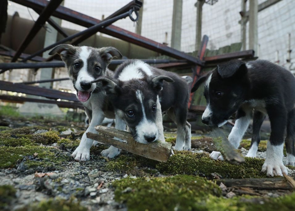 Detalii Tulburatoare Ce Se Intampla Cu Cainii Maidanezi Care Traiesc In Zona Interzisa De La Cernobil