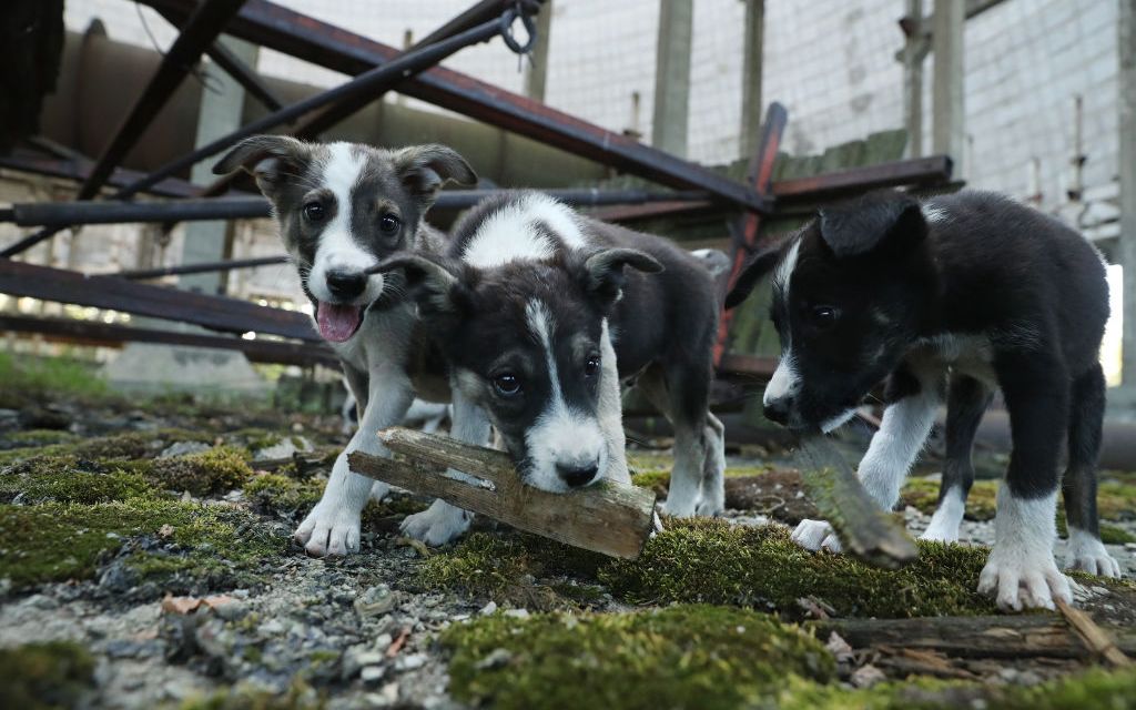 Detalii tulburatoare! Ce se intampla cu cainii maidanezi care traiesc in zona interzisa de la Cernobil Detalii Tulburatoare Ce Se Intampla Cu Cainii Maidanezi Care Traiesc In Zona Interzisa De La Cernobil
