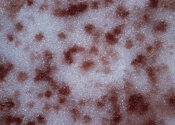 Pericolul ascuns in ghetari! Ce este „zapada rosie” si de ce provoaca incalzirea climei Pericolul Nebanuit De La Polul Nord Ce Este Zzapada Rosie Si De Ce Provoaca Incalzirea Climei