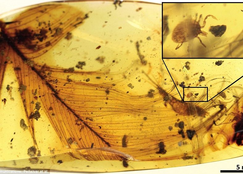 Surpriza deosebita pentru cercetatori! Ce-au gasit intr-o bucata de chihlimbar de acum 99 de milioane de ani Ce Au Descoperit Intr O Bucata De Chihlimbar De Acum 99 De Milioane De Ani