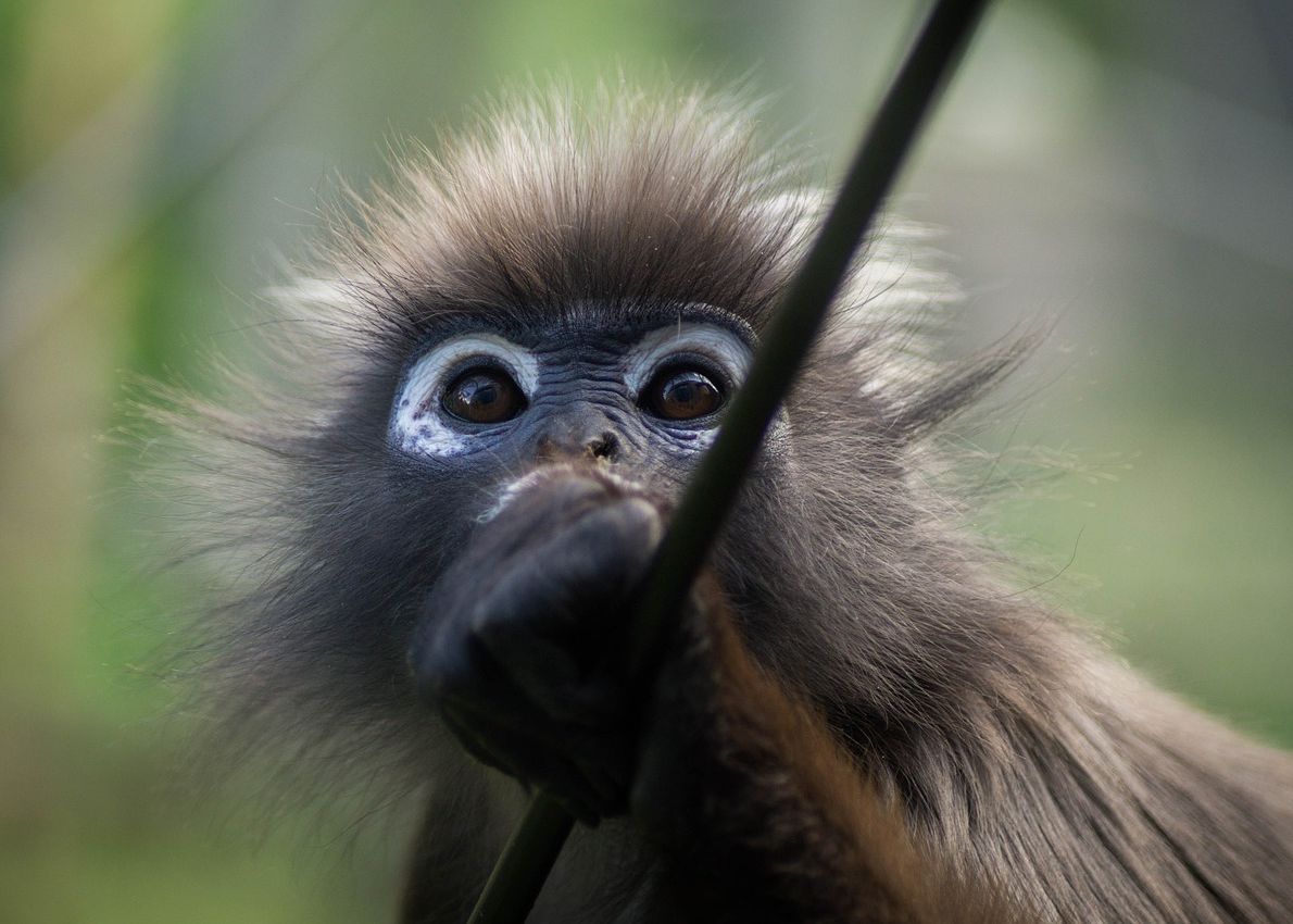 Cercetatorii Chinezi Au Clonat In Premiera Mondiala Doua Maimute