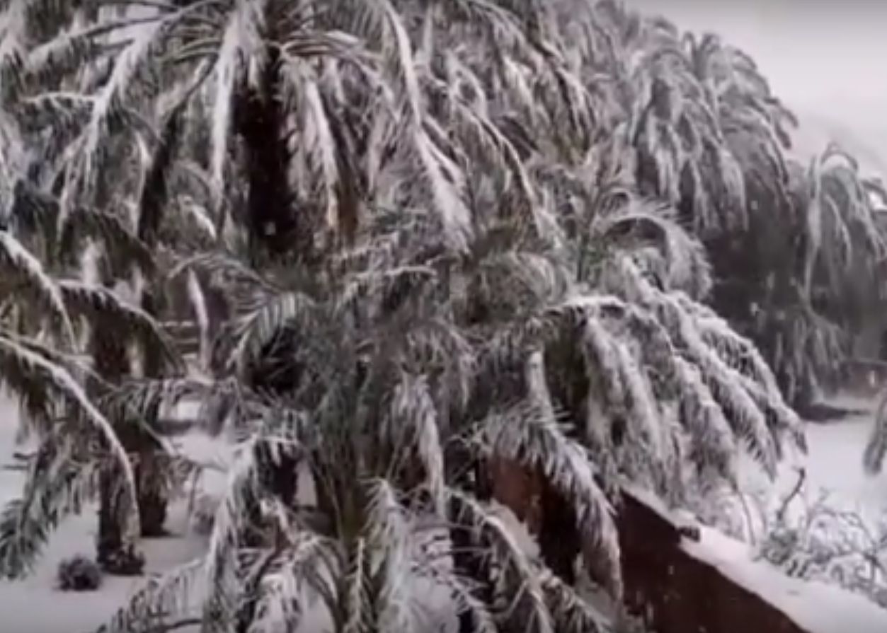 Fenomen Rar Intalnit Dunele De Nisip Si Palmierii Din Desert Acoperiti De Zapada