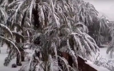 Fenomen rar intalnit! Dunele de nisip si palmierii din desert, acoperiti de zapada