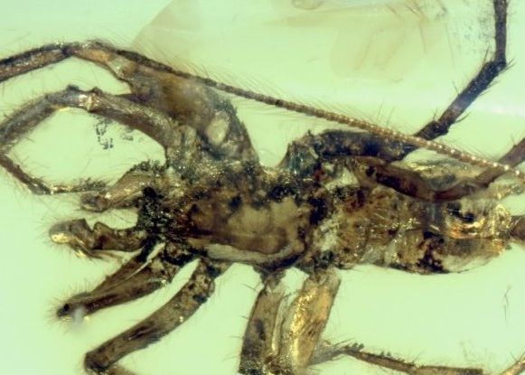 Un Paianjen Cu Coada Descoperit Intr O Bucata De Chihlimbar De Acum 100 Milioane De Ani
